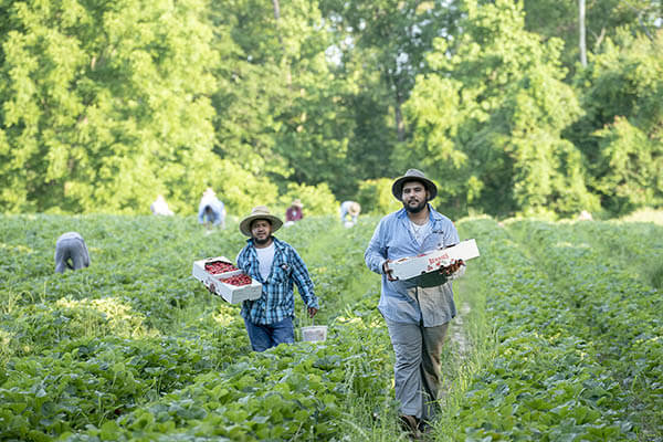 Farm Worker Job